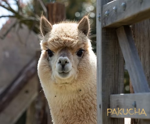 Pakucha
