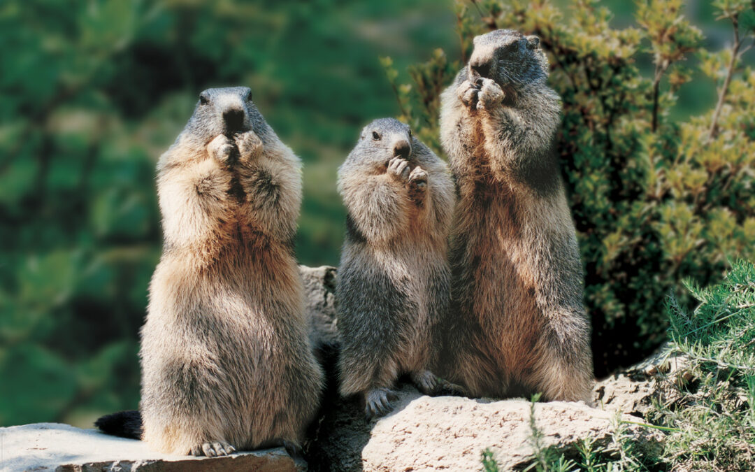 Parc animalier des Pyrénées
