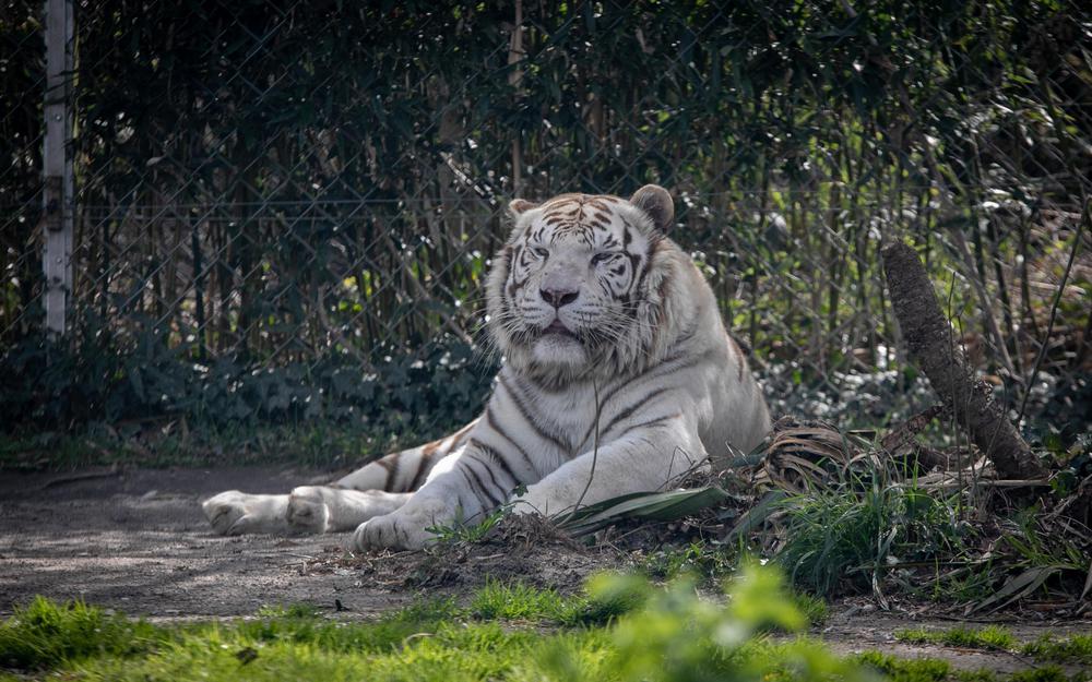 Zoo d’Asson