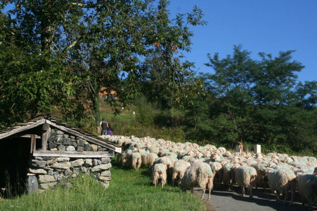 transhumance moutons béarn