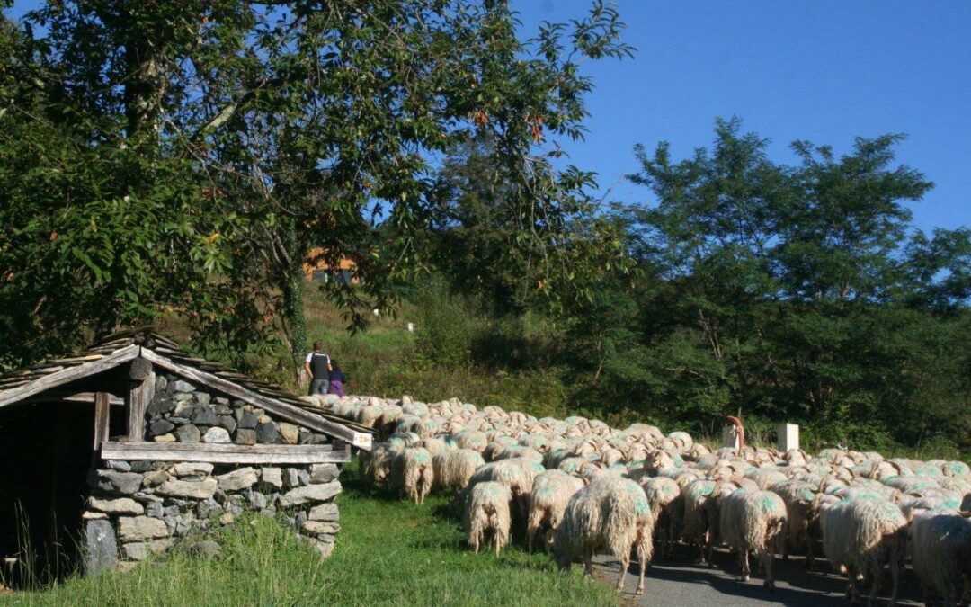 transhumance moutons béarn