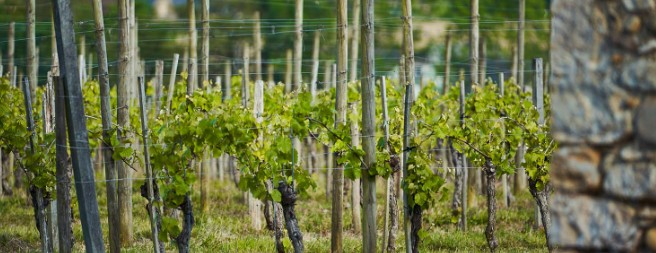 Clos Marie-Louise – Château Lapuyade
