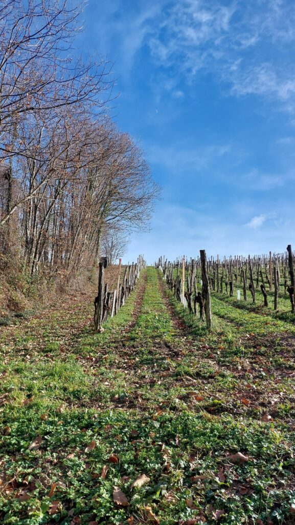 Chemin de randonnée dans les vignes du Jurançon dans le Béarn