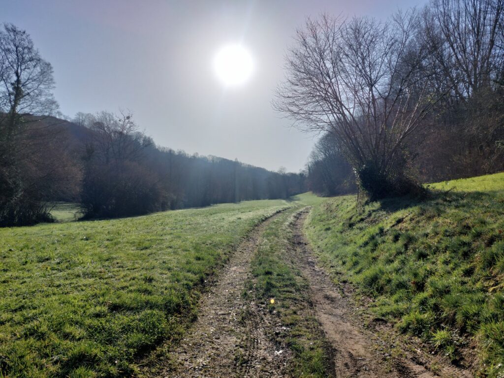 Forêt de chênes pendant une balade autour de la Maison Labeye dans le Béarn