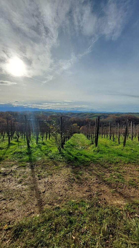 Dégustation de vin de Jurançon lors des portes ouvertes chez un vigneron