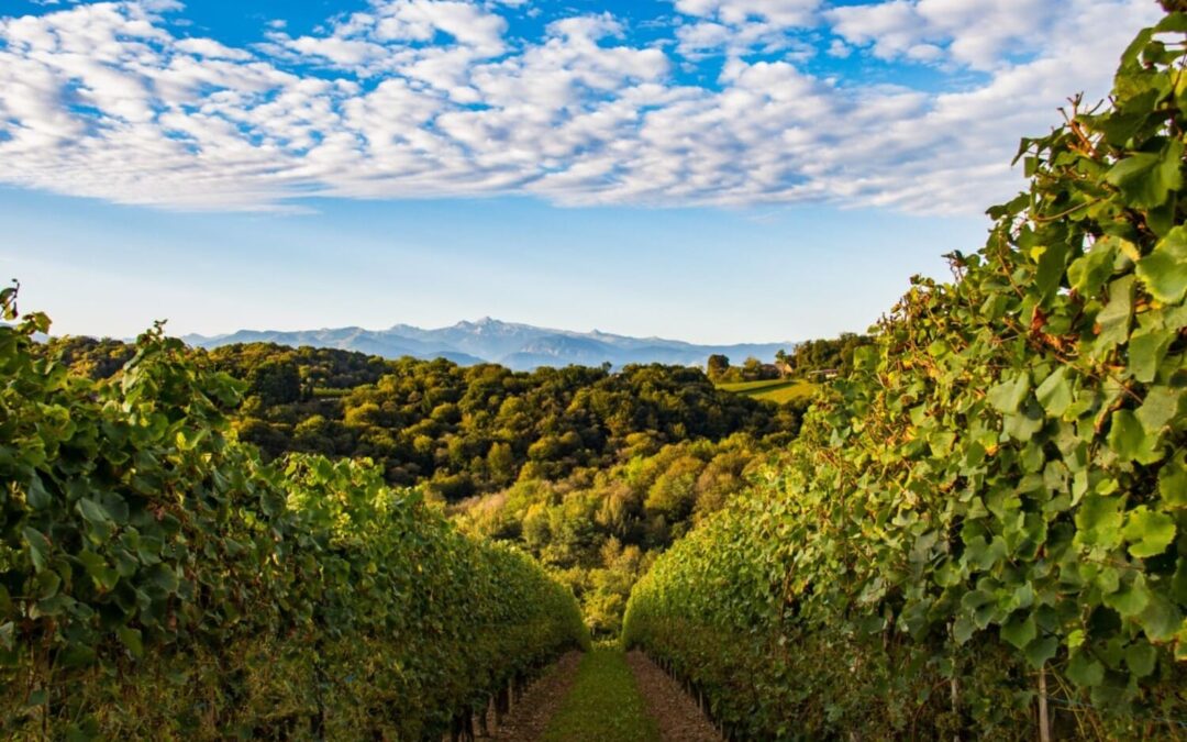 Vue sur le vignoble du Jurançon dans le Béarn avec les collines verdoyantes